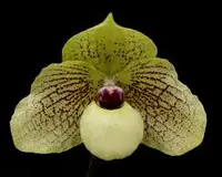 Paphiopedilum MA BELLE (malipoense x bellatulum)