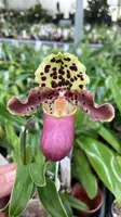 Paphiopedilum henryanum (Beaujolais x Richard) PP1848