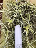 Dendrophylax barrettiae