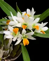 Dendrobium scabrilingue (1″ pot)
