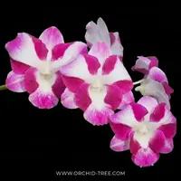 Dendrobium Dragon Smile Orchid Plant - BS