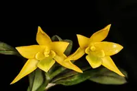 Dendrobium trigonopus