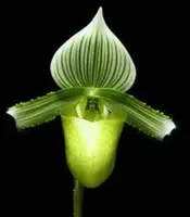 Paphiopedilum hennisianum fma album (Sibling cross)