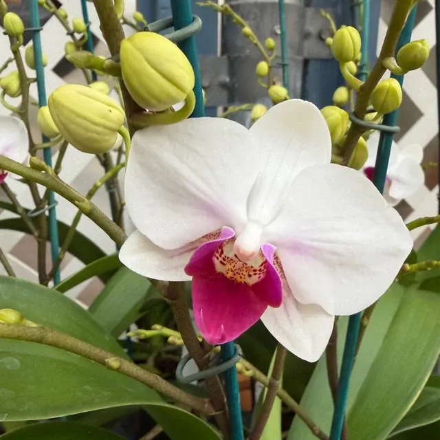 Phalaenopsis Safe Haven