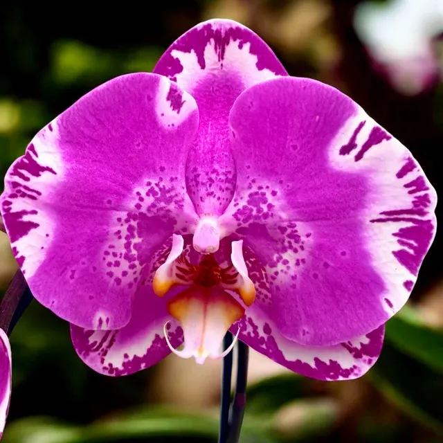 Phalaenopsis Victoria (Phalaenopsis)