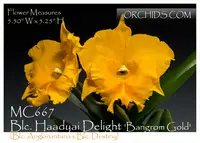 Blc. Haadyai Delight 'Bangrom Gold', Note: Delightful Fragrance ' (Angkinantana x Destiny)