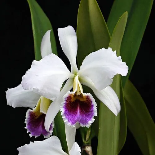 Cattleya percivaliana var semi alba