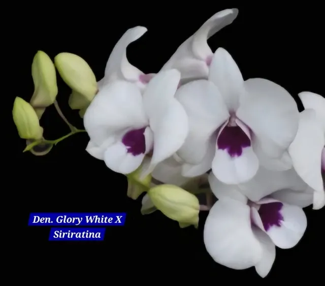 Dendrobium white (Dendrobium)