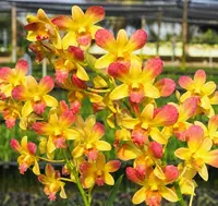 Red Yellow 20 Seedling