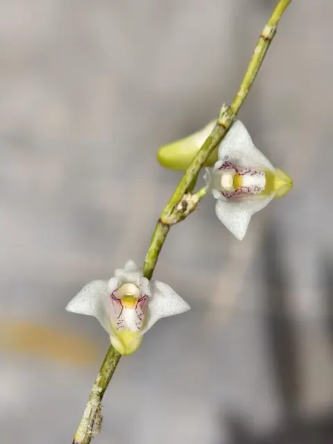 Dendrobium blumei (Dendrobium)