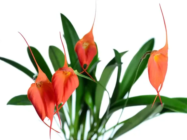 Masdevallia Zara Moscoso (Masdevallia)