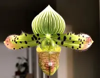 Paphiopedilum venustum x sib (Fox Wave x Gigantic) OIS0169