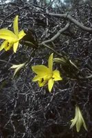Vanilla perrieri