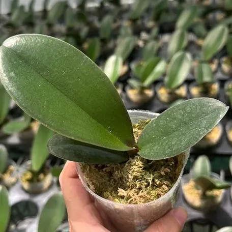 Phalaenopsis Rose Rouge