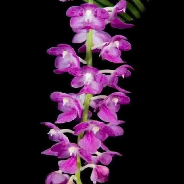 Aerides krabiensis sp (Aerides)