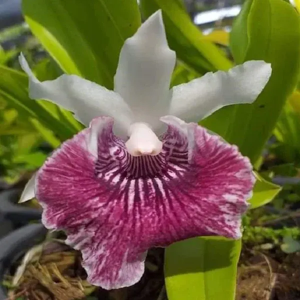 Warscewiczella discolor (Warczewiczella)