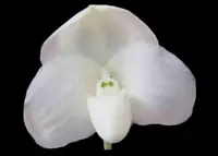 Paphiopedilum (Called Shot album x Greyi album)
