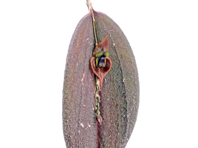 Lepanthes gargoyla x (Lepanthes)
