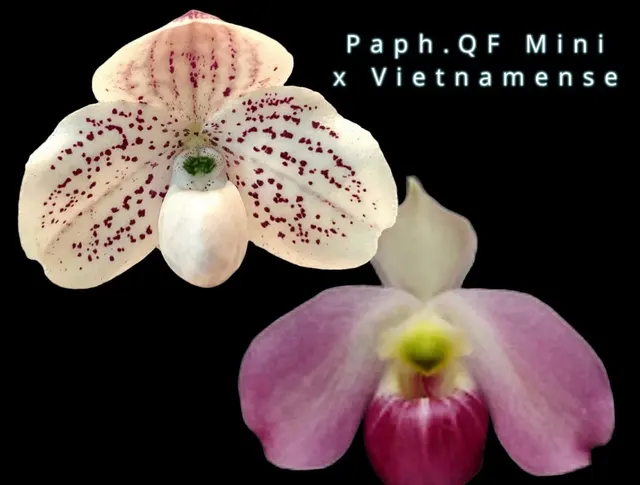 Paphiopedilum QF Riley