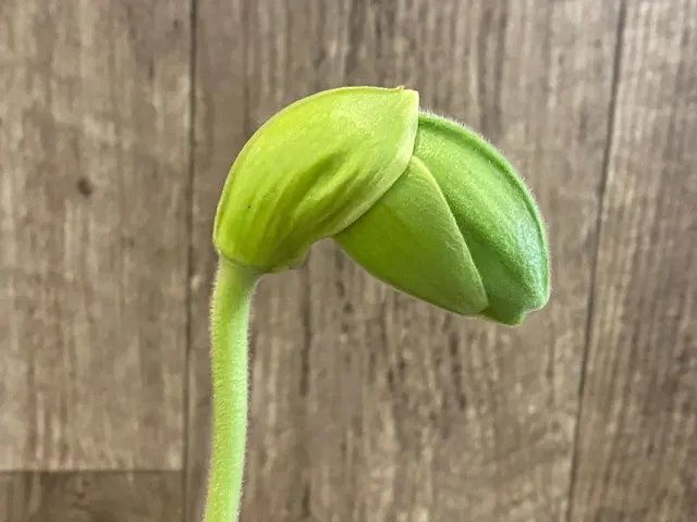 Paphiopedilum Yosemite Green ‘Jumbo’ × Kataï’s Golden Emerald ‘Green Fin’