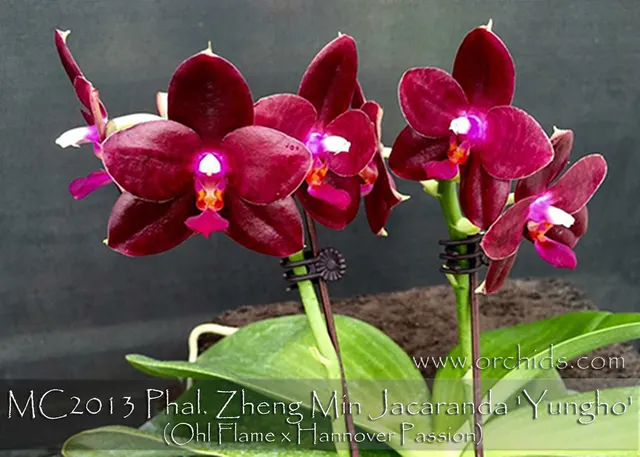Phalaenopsis Zheng Min Jacaranda 'Yungho AM/AOS , Note: 10 Available , Husky Plant' (Phalaenopsis)