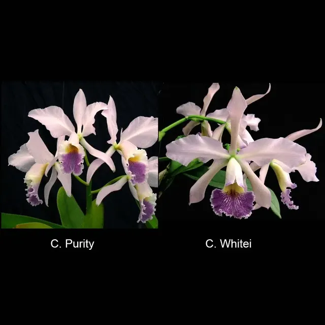 Cattleya Purity 'Whitlow' × Whitei 'Anda'