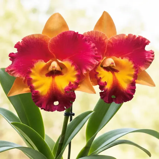 Rhyncholaeliocattleya Orchid Rungnapha Fancy