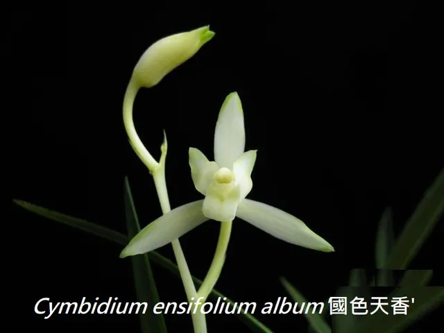 Cymbidium ensifolium 'GuoSeTianXiang' (Cymbidium)