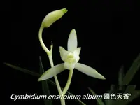 Cym. ensifolium 'GuoSeTianXiang' (CYME31) ( - - ensifolium )