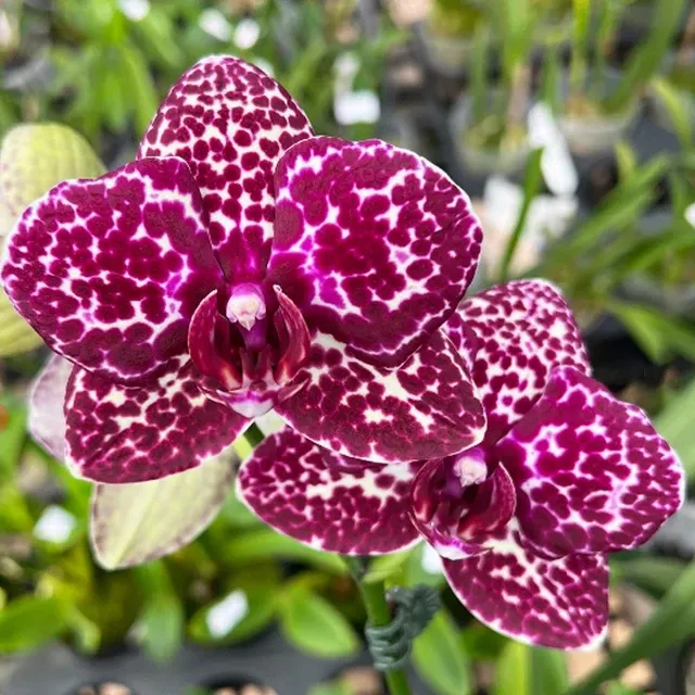 Phalaenopsis Lioulin Wildcat