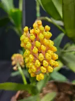 Robiquetia Cerina – Yellow Form