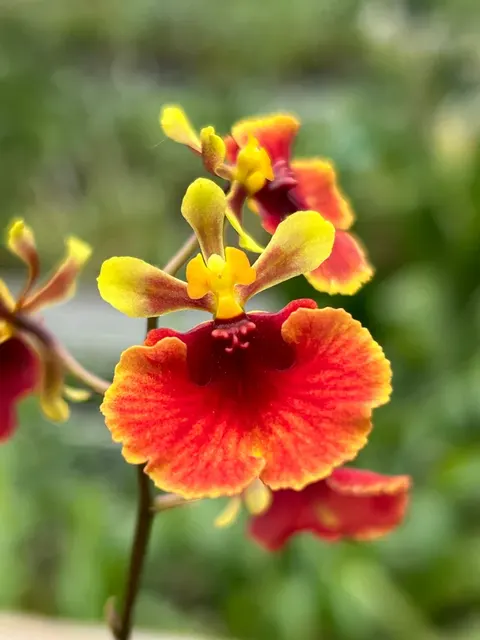 Tolumnia JK Flyer 'Lady in Red'