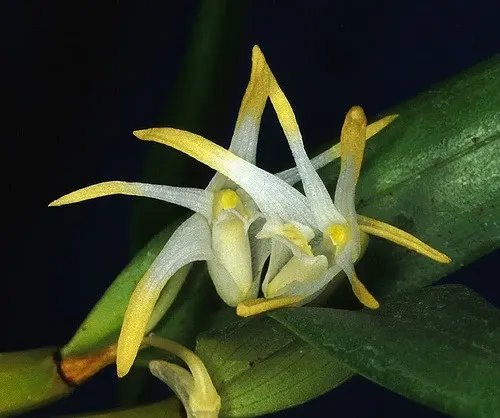 Noid Diplocaulobium (Diplocaulobium)