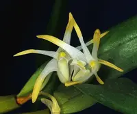 Diplocaulobium sp