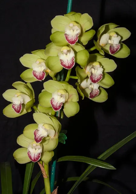 Cymbidium Terrapin Flyer