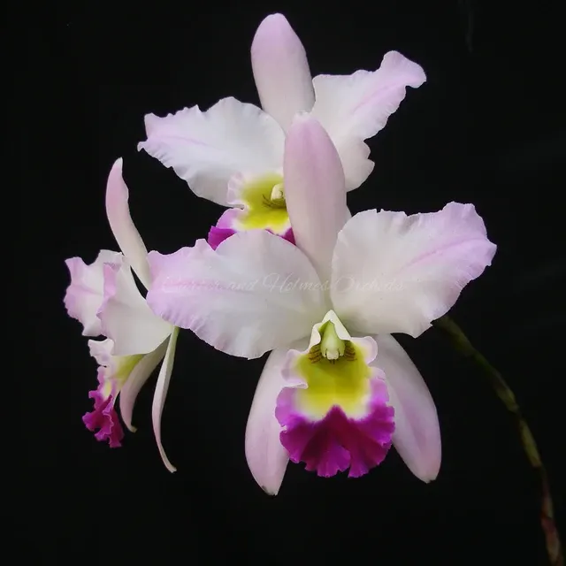 Laeliocattleya Coastal Splendor AM/AOS X Lc. Coastal Splendor 'Papa Betancourt' (Laeliocattleya)