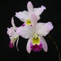 Lc. Coastal Splendor 'Papa Betancourt' AM/AOS x Lc. Coastal Splendor 'Flare'