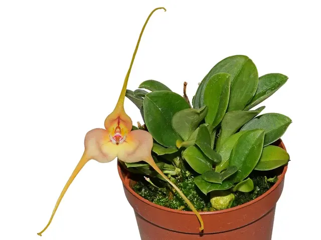 Masdevallia microptera (Masdevallia)