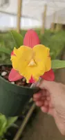 Mini Cattleyas
