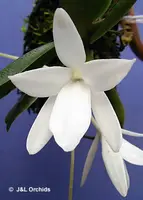 Aerangis fastuosa