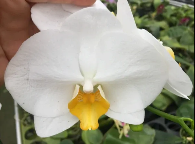 Phalaenopsis Lioulin Moon