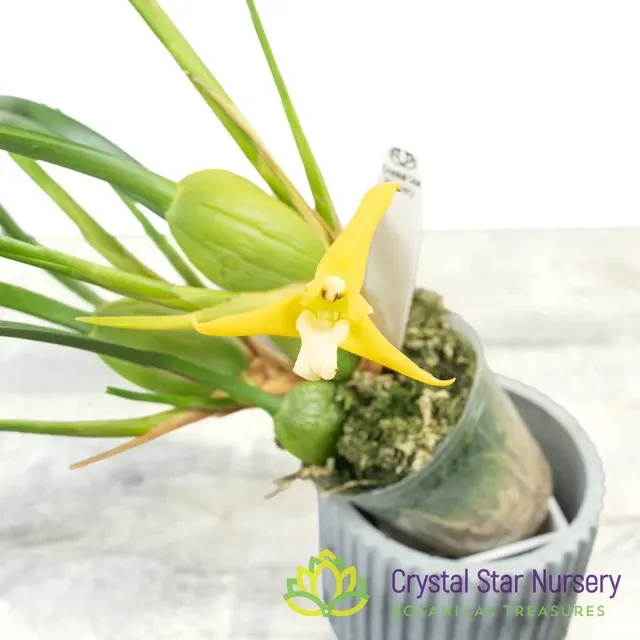 Maxillaria Tenuifolia F Albina (Maxillaria)