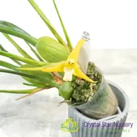 Maxillaria Tenuifolia f Albina