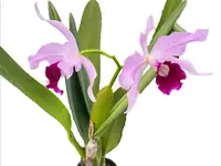 Cattleya purpurata Ecuagenera x vinicolor Inti
