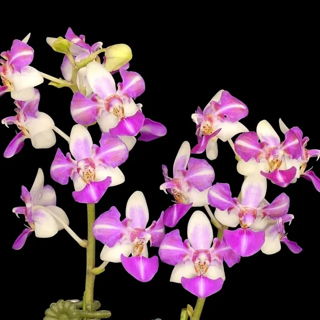 Phalaenopsis Anna-Larati Soekardi