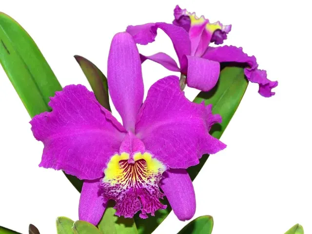 Cattleya lueddemanniana x 'Cesar Fernandez'