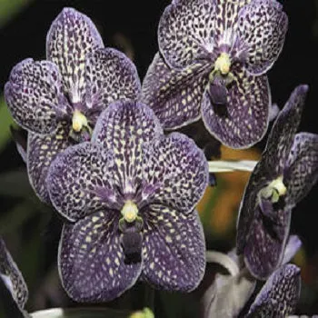 Vanda Gordon Dillon (Vanda)