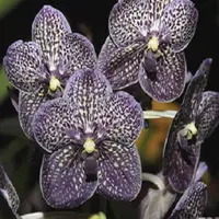Vanda Gordon Dillon