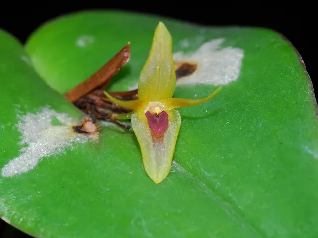 Pleurothallis recurvata (Pleurothallis)