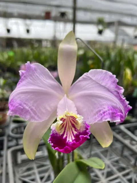 Cattleya lueddemanniana ex